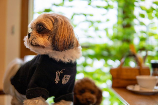 〇〇ちゃんと〇〇ちゃん