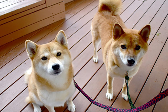 〇〇ちゃんと〇〇ちゃん