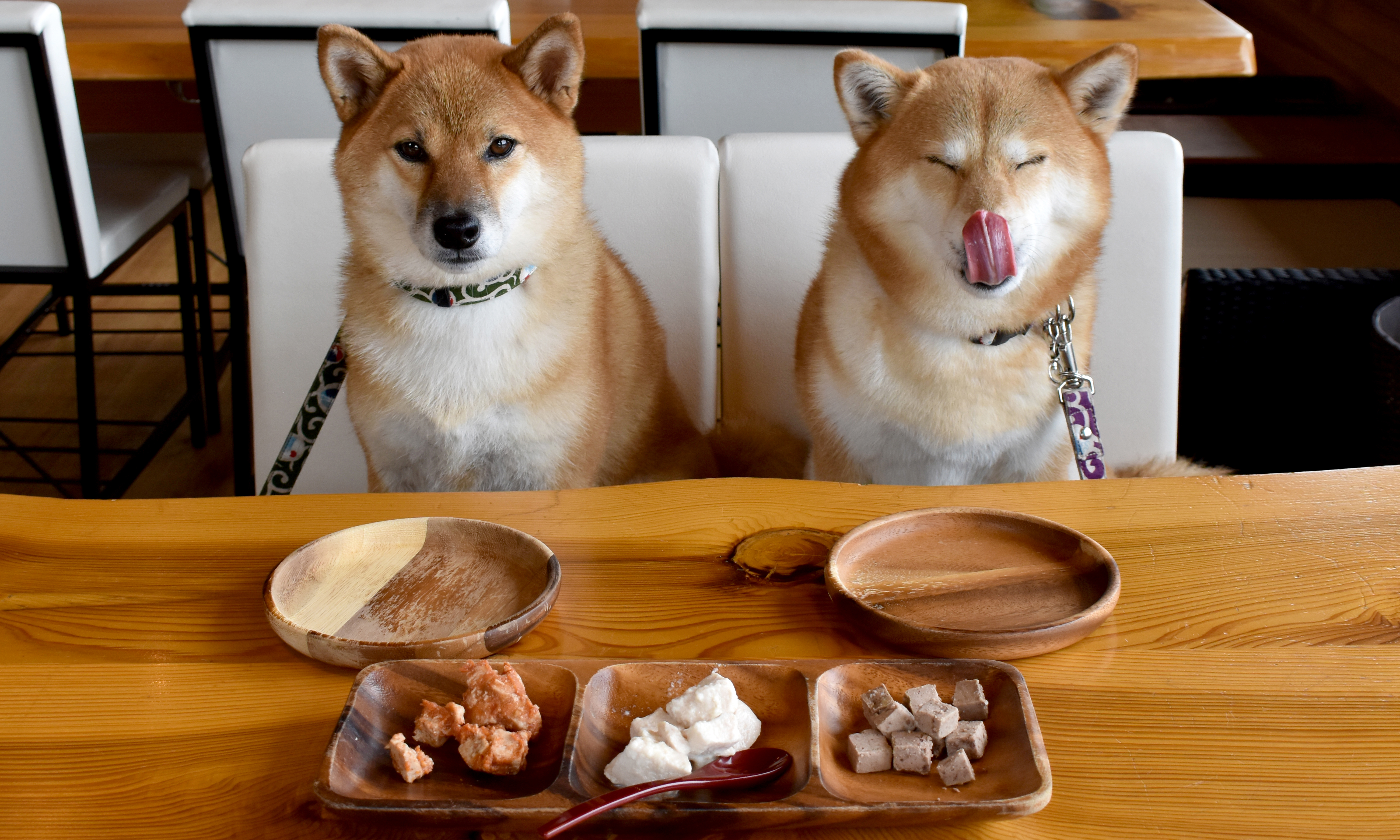 わんのメインビジュアル